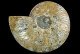 Agatized Ammonite Fossil (Half) - Madagascar #88185-1